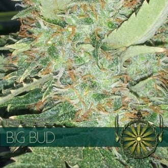 Big Bud (Vision Seeds) feminized