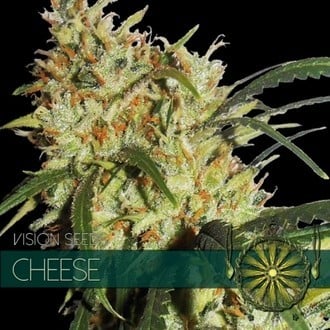 Cheese (Vision Seeds) feminized