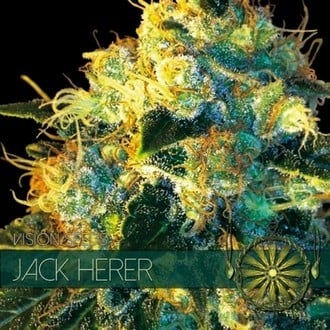 Jack Herer (Vision Seeds) feminisiert