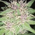 Jack Herer (Vision Seeds) feminized