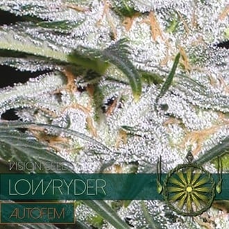 Lowryder (Vision Seeds) feminisiert