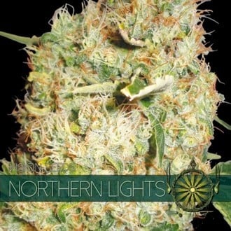 Northern Lights (Vision Seeds) feminisiert