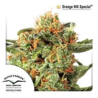 Orange Hill Special (Dutch Passion) feminized