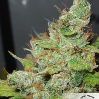 Orange Hill Special (Dutch Passion) feminisiert