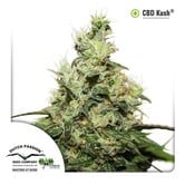 CBD Kush (Dutch Passion) feminisiert