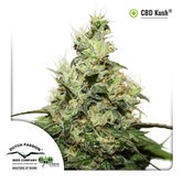 CBD Kush (Dutch Passion) feminized