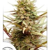 ComPassion (Dutch Passion) feminized