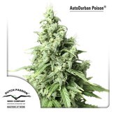 AutoDurban Poison (Dutch Passion) feminized