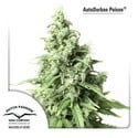 AutoDurban Poison (Dutch Passion) feminized