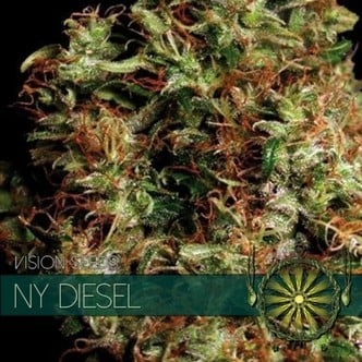 NY Diesel (Vision Seeds) feminisiert