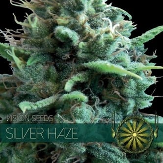 Silver Haze (Vision Seeds) feminisiert
