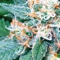 Super Skunk (Vision Seeds) feminisiert