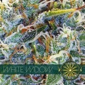 White Widow (Vision Seeds) feminisiert