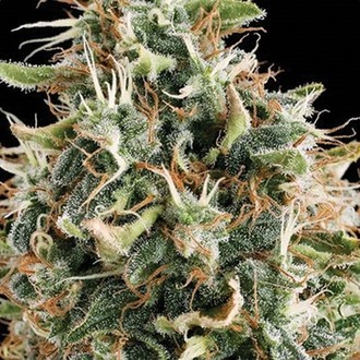 White Widow (Vision Seeds) feminisiert