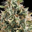 White Widow (Vision Seeds) feminisiert