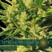 Northern Lights Autoflowering (Vision Seeds) feminisiert