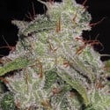 Northern Lights Autoflowering (Vision Seeds) feminisiert