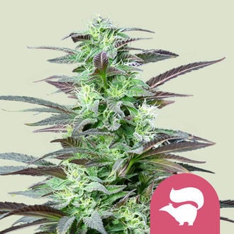 Skunk XL (Royal Queen Seeds) feminized