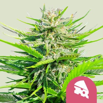 Royal Cheese - Fast Flowering (Royal Queen Seeds) feminisiert