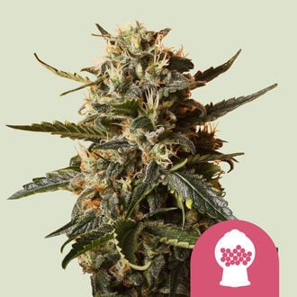 Bubblegum XL (Royal Queen Seeds) feminisiert