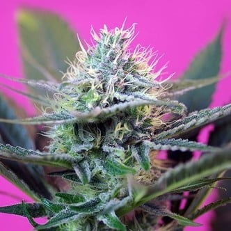 + Speed Auto (Sweet Seeds) feminisiert