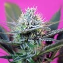 + Speed Auto (Sweet Seeds) feminized