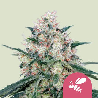 Honey Cream - Fast Flowering (Royal Queen Seeds) feminisiert