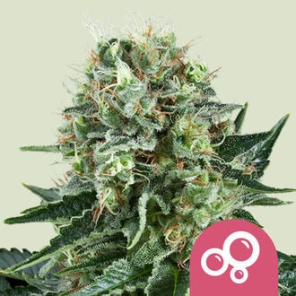 Bubble Kush (Royal Queen Seeds) feminisiert