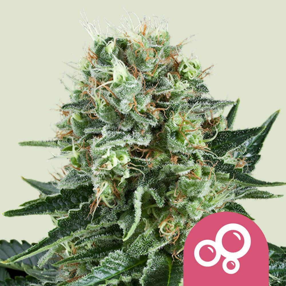 Bubble Kush (Royal Queen Seeds) feminisiert