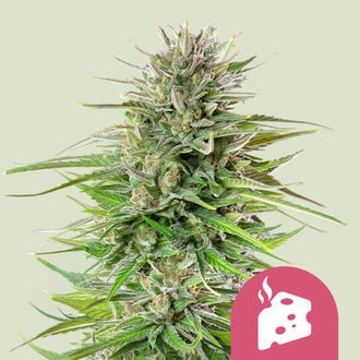 Blue Cheese (Royal Queen Seeds) feminized