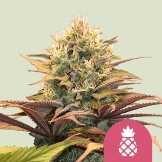 Pineapple Kush (Royal Queen Seeds) feminisiert