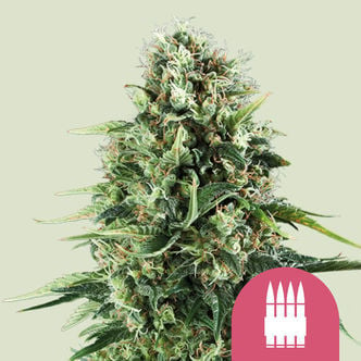 Royal AK (Royal Queen Seeds) feminisiert