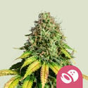 Somango XL (Royal Queen Seeds) feminisiert