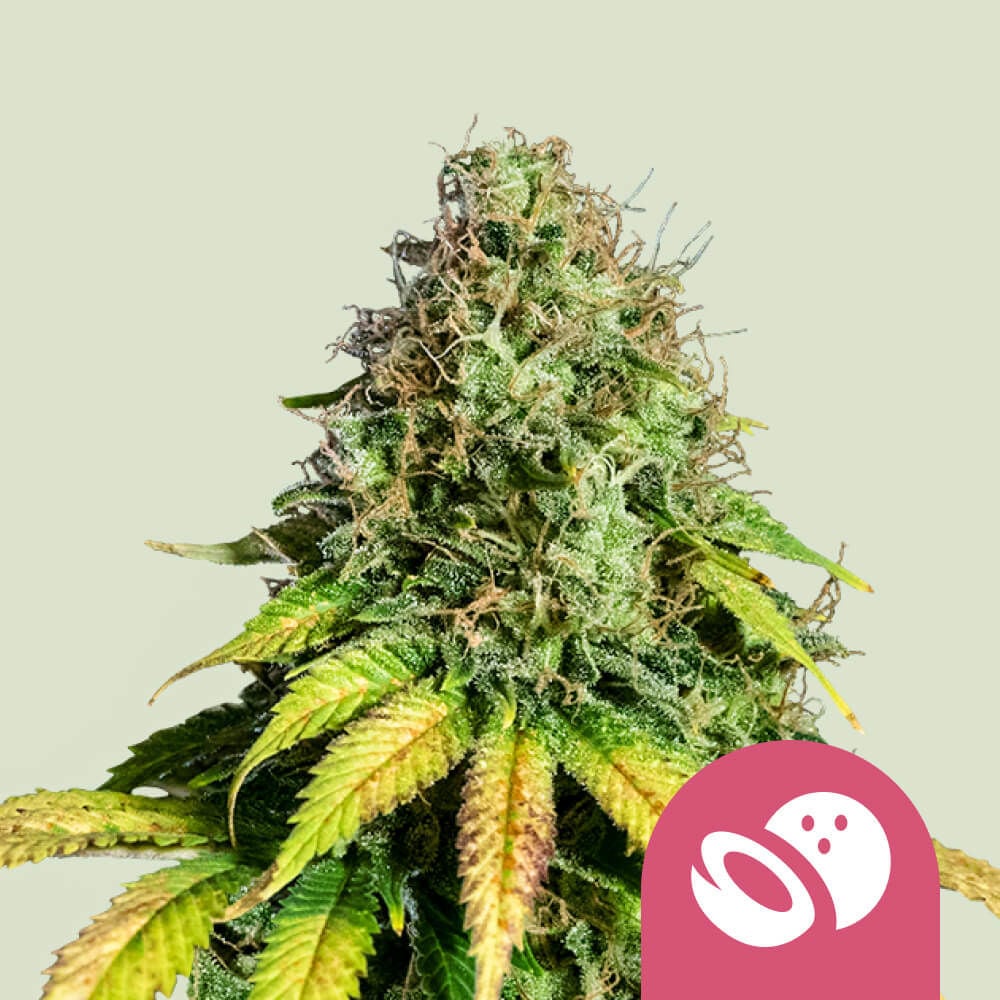 Somango XL Feminisiert (Seedstockers)