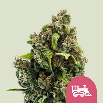 Candy Kush Express - Fast Flowering (Royal Queen Seeds) feminisiert