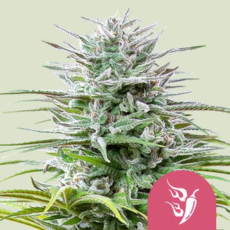Speedy Chile - Fast Flowering (Royal Queen Seeds) feminized