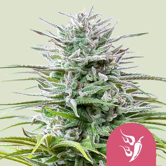 Speedy Chile - Fast Flowering (Royal Queen Seeds) feminisiert