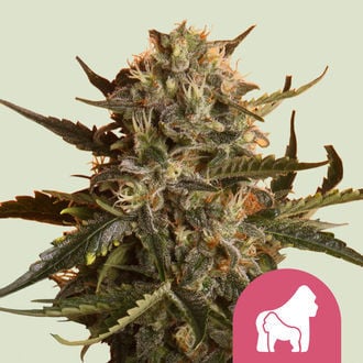 Mother Gorilla (Royal Queen Seeds) feminized