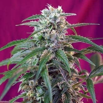 Green Poison Auto (Sweet Seeds) feminized