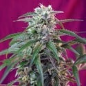 Green Poison Auto (Sweet Seeds) feminisiert