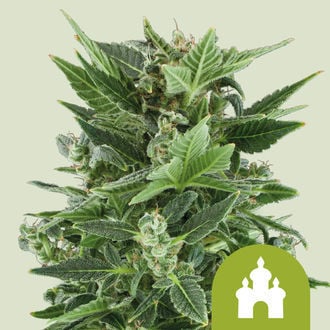 Royal Kush Automatic (Royal Queen Seeds) feminisiert