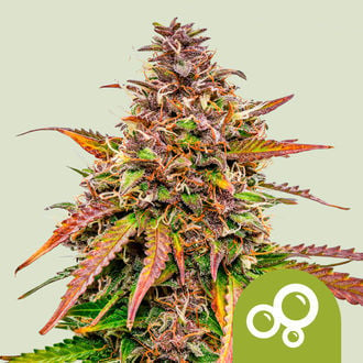 Bubble Kush Automatic (Royal Queen Seeds) feminisiert