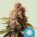 Euphoria (Royal Queen Seeds) feminisiert