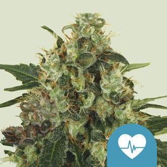 Medical Mass (Royal Queen Seeds) feminisiert