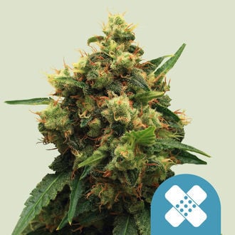 Painkiller XL (Royal Queen Seeds) feminisiert