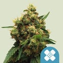 Painkiller XL (Royal Queen Seeds) feminized