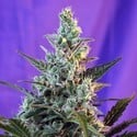 Sweet Skunk Auto (Sweet Seeds) feminisiert