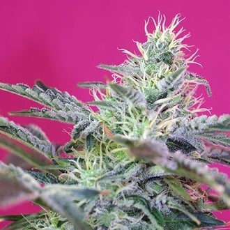 Sweet Cheese Auto (Sweet Seeds) feminisiert