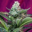 Mohan Ram Auto (Sweet Seeds) feminisiert