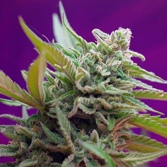 Black Jack Auto (Sweet Seeds) feminisiert